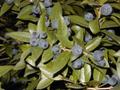Семена Мирта обыкновенного (Myrtus communis), 15 штук.