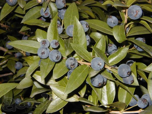 Семена Мирта обыкновенного (Myrtus communis), 15 штук.
