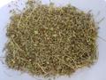 Якорцы стелющиеся Tribulus terrestris