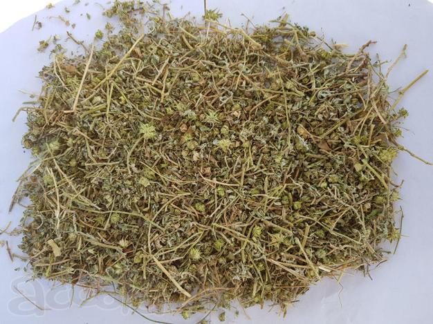 Якорцы стелющиеся Tribulus terrestris